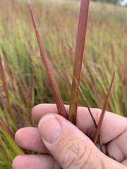 Urochloa