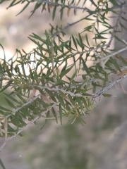 Melaleuca preissiana