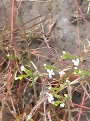 Stylidium despectum