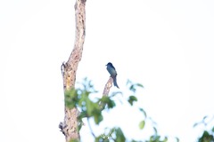 Dicrurus hottentottus