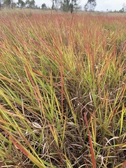 Urochloa
