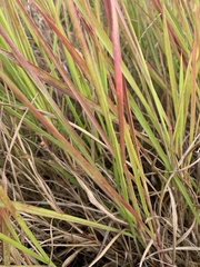 Urochloa