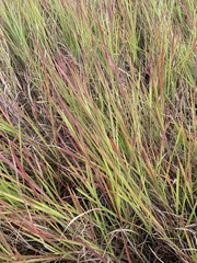 Urochloa
