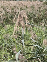 Phragmites australis