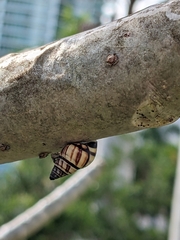 Drymaeus multilineatus