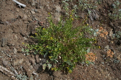 Columbiadoria hallii
