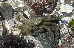 Telmessus cheiragonus