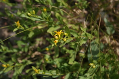 Columbiadoria hallii