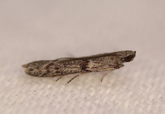 Cryptoblabes hemigypsa