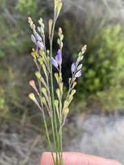 Comesperma defoliatum