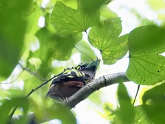 Eurylaimus javanicus