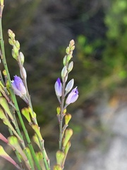 Comesperma defoliatum
