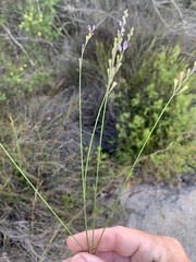 Comesperma defoliatum