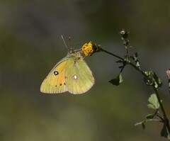 Colias fieldii