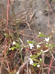Stylidium despectum