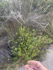 Comesperma defoliatum