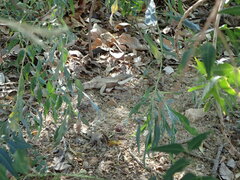 Agamidae