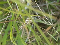 Hednota pleniferellus