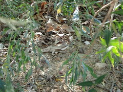 Agamidae