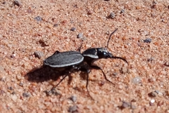 Graphipterus lineolatus