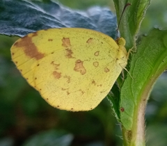 Eurema hecabe