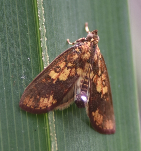 Mimophobetron pyropsalis Hampson, 1904