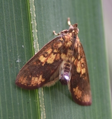Mimophobetron pyropsalis