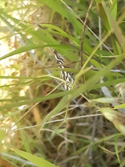 Hednota pleniferellus