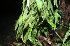 Blechnum montanum
