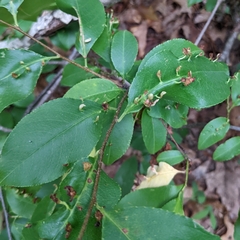 Eriophyes cerasicrumena