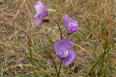 Swainsona procumbens