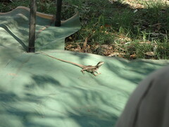 Agamidae