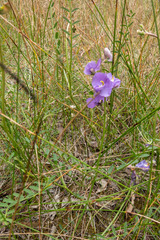 Swainsona procumbens