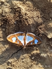 Glyphodes bivitralis