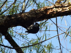 Melanerpes formicivorus