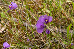 Utricularia beaugleholei