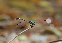Austroepigomphus praeruptus