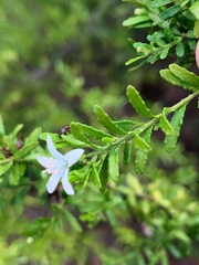 Philotheca difformis