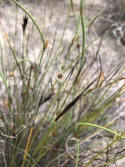 Lepidobolus drapetocoleus
