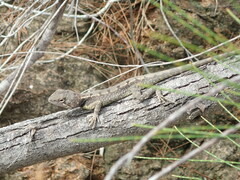 Diporiphora australis