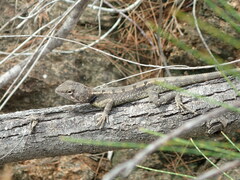 Diporiphora australis