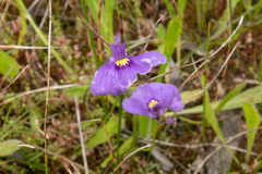 Utricularia beaugleholei