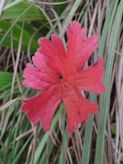Pelargonium alchemilloides