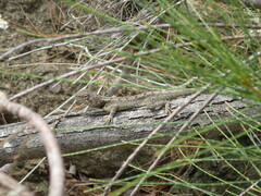 Diporiphora australis