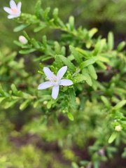 Philotheca difformis