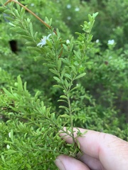 Philotheca difformis