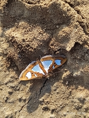 Glyphodes bivitralis