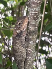Calotes versicolor