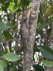 Calotes versicolor