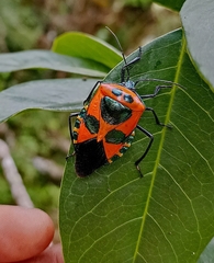 Catacanthus